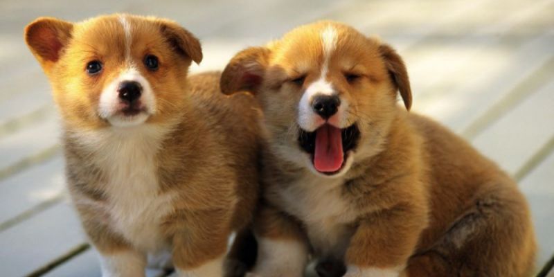 Mơ thấy chó 1 Chiêm bao thấy cún con là một điềm lành