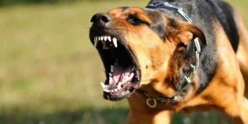 Mơ thấy chó 3 Mơ thấy chó đánh con gì? Mộng thấy bị chó đuổi cảnh báo nguy hiểm